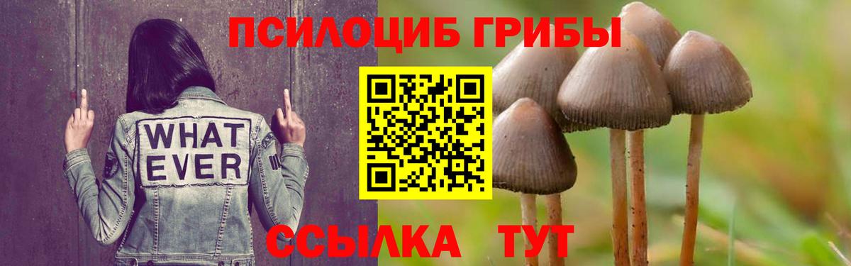 Галлюциногенные грибы Psilocybine cubensis Волжский